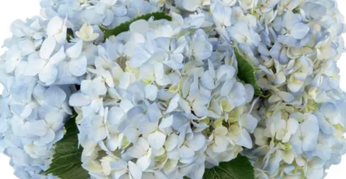 Hanukkah Centerpieces - Light blue hydrangea